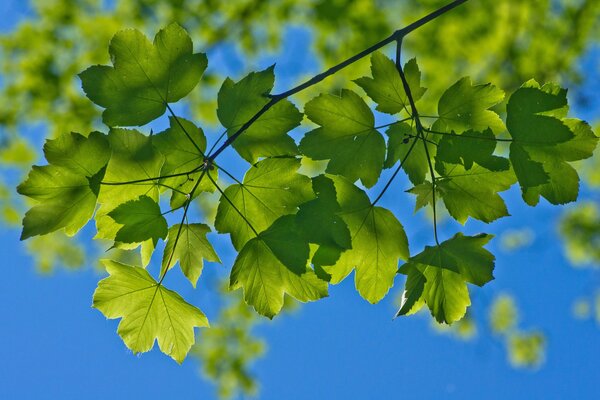 A branch with leaves against the sky