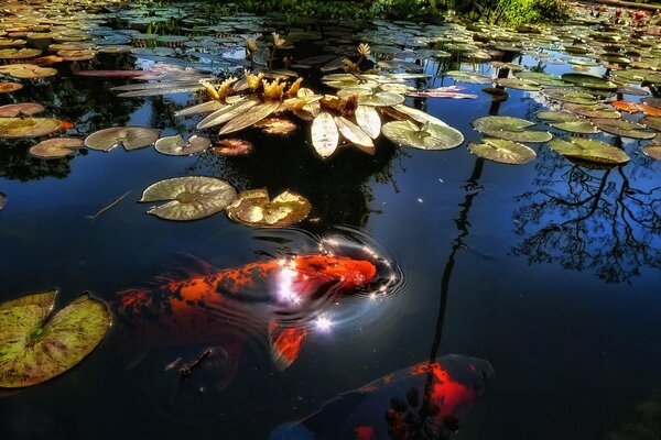 Peces rojos nadan entre nenúfares