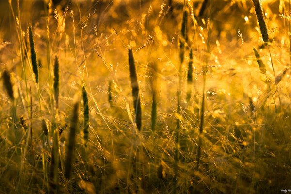 Field grass on the background of sunset