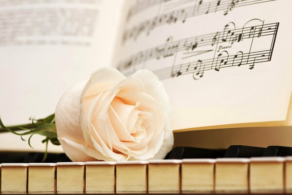 White Rose on piano keys