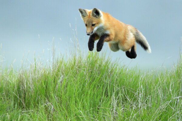 Petit renard sautant dans l herbe