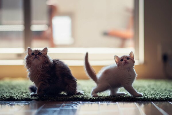 Cat and kitten on the floor in the house