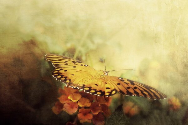 Hermosa mariposa, estilo tranquilo