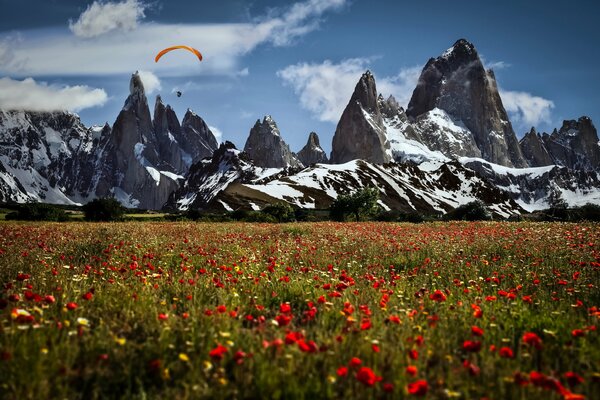 Rote Blumen im Feld vor dem Hintergrund der schneebedeckten Berge