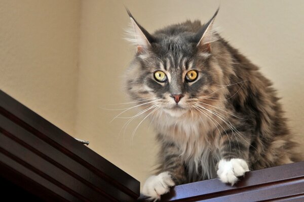 The evil gaze of the gray cat looks from the closet