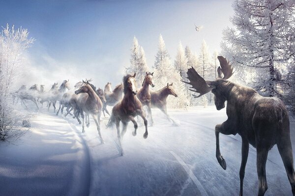 Chevaux qui courent dans la neige rencontrant un cerf