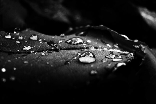 Black and white. Macro shooting. Dew on a leaf