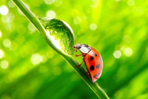 Ladybug on a stalk drinks dew