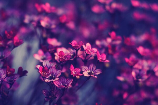 Chic hermosas flores de plumas