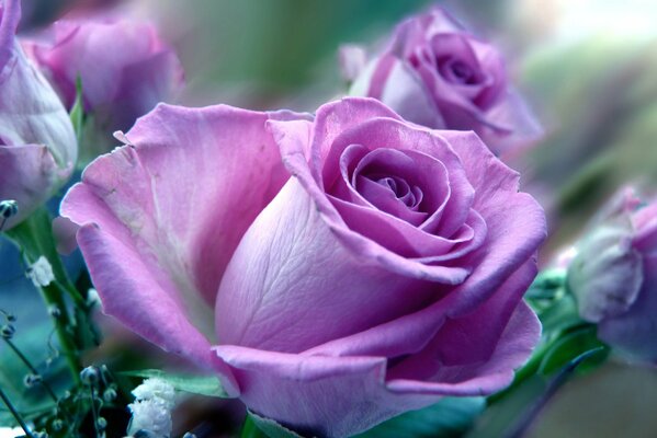 Lilac rose with withered leaves