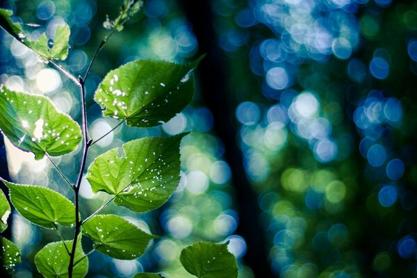 A branch with leaves on the background of nature