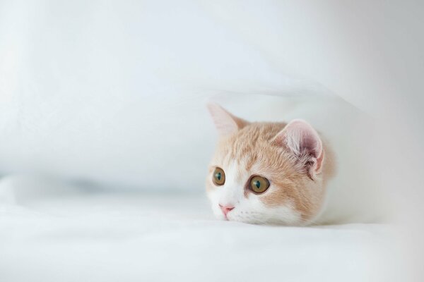 The kitten is lying on a white background