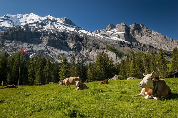 Kühe auf einem Rasen in den Schweizer Alpen