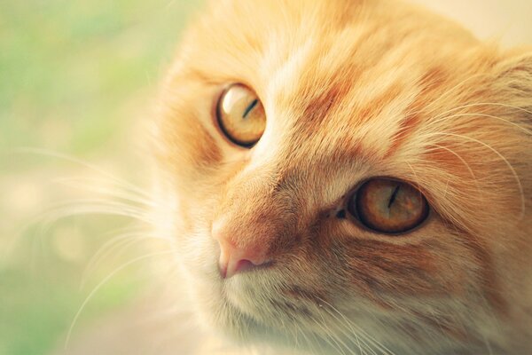 The muzzle of a red kitten with a kind look