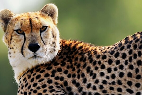 Muso di ghepardo con uno sguardo predatorio