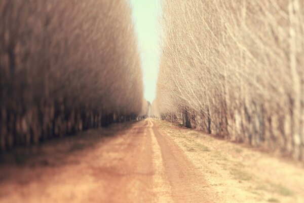 Alberi Erosi lungo una strada sterrata