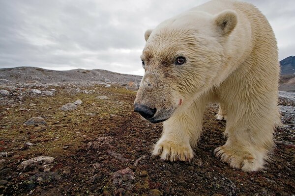 El oso del Norte en condiciones naturales