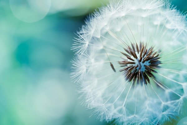 Dandelion ball on a bare background