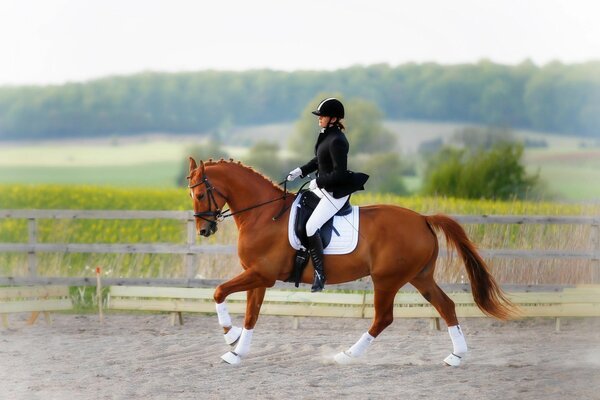 Equestrian rider on a brown horse walking on the sand