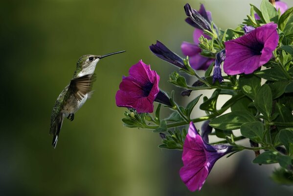 Ein Kolibri schwebt über einer Petunieblüte