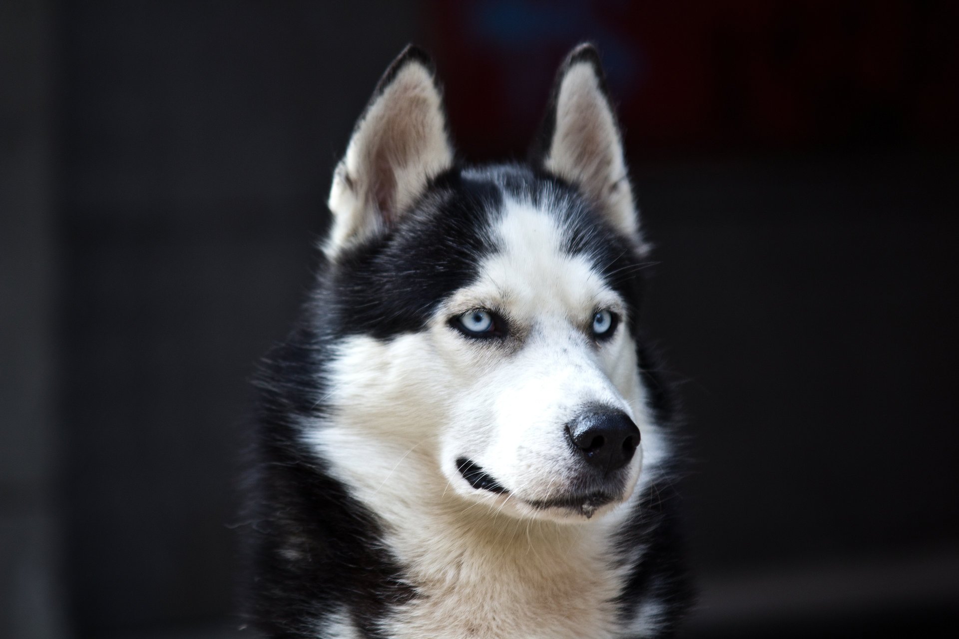 husky white cute blue eyes black dog danger