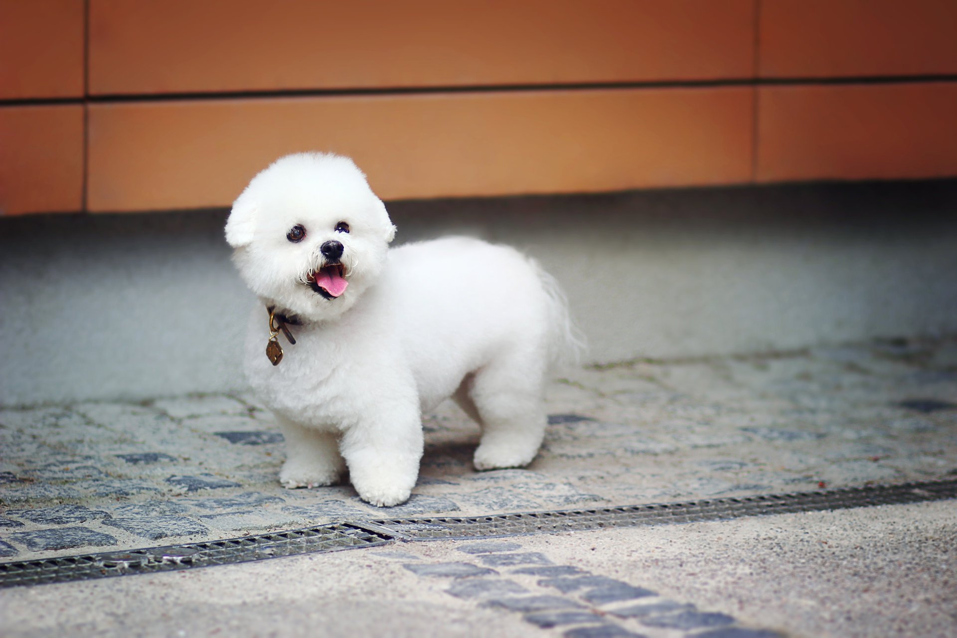 cane bambino peluche carino cucciolo zoo cane