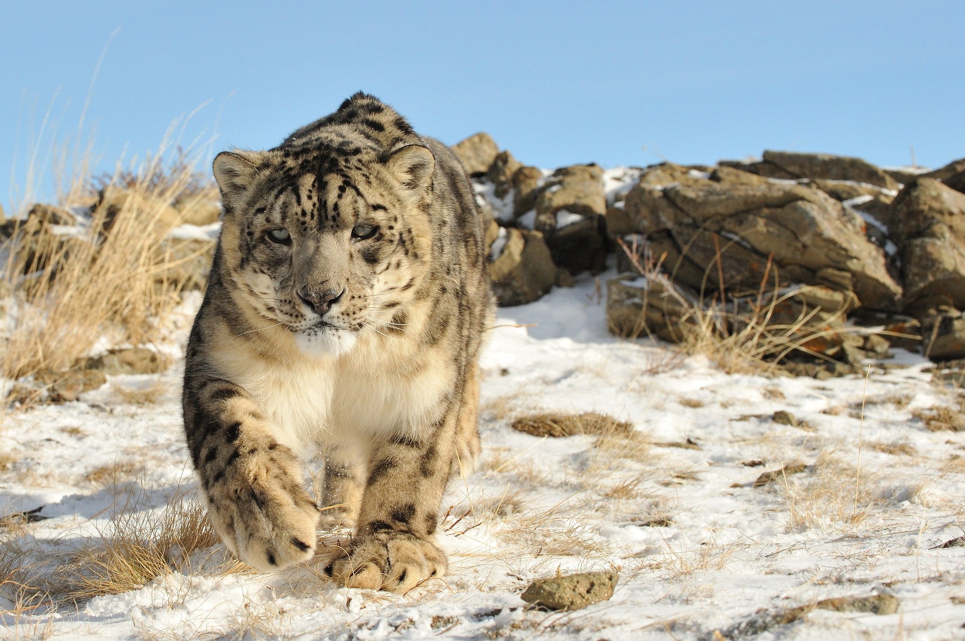 léopard des neiges irbis chat pierres nature neige