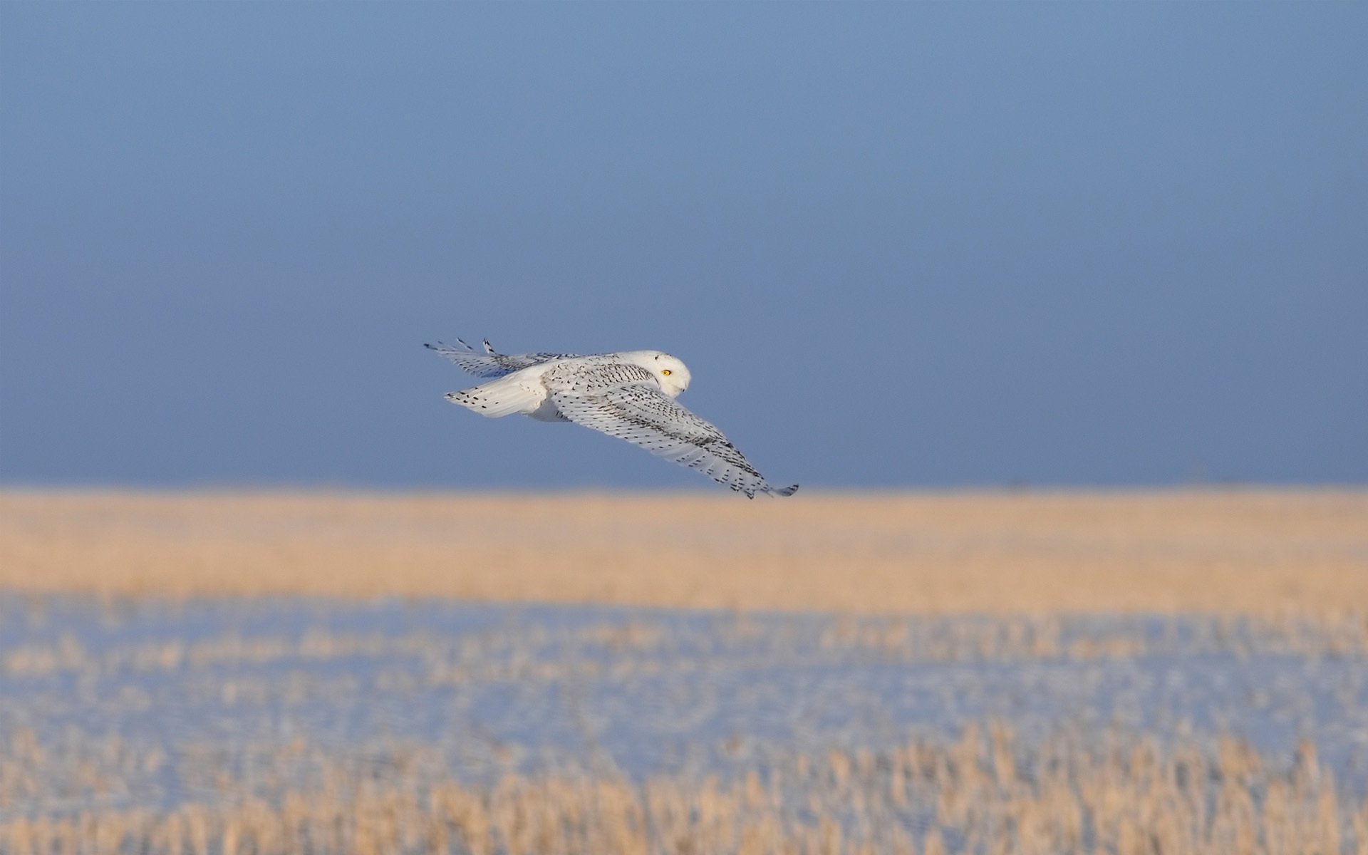 pájaro búho frío vuelo blanco seco hierba