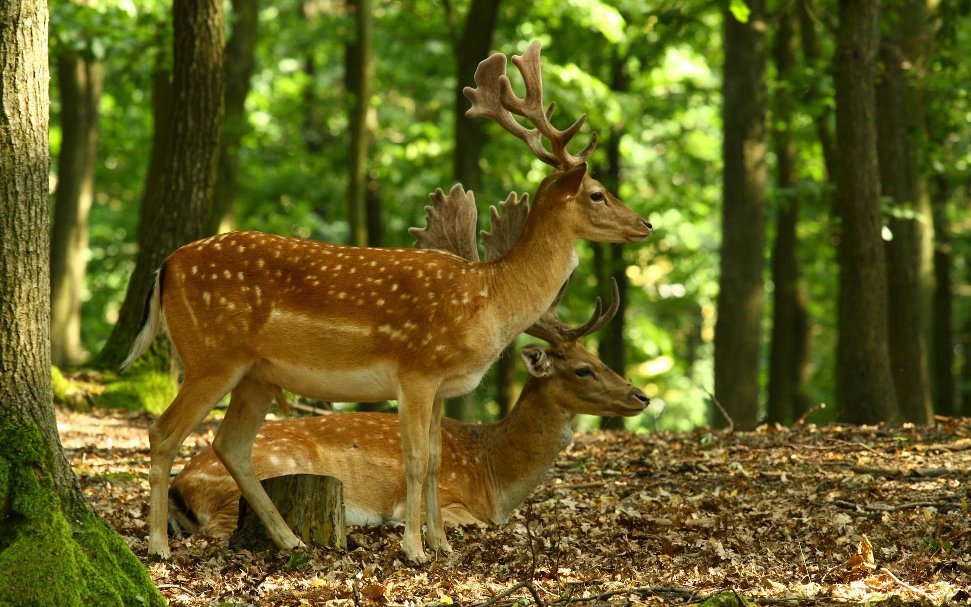 cervi corna foresta natura