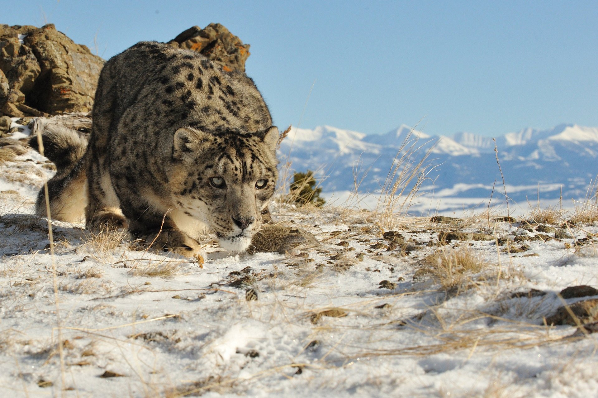 schneeleopard schnee irbis katze natur blick berge