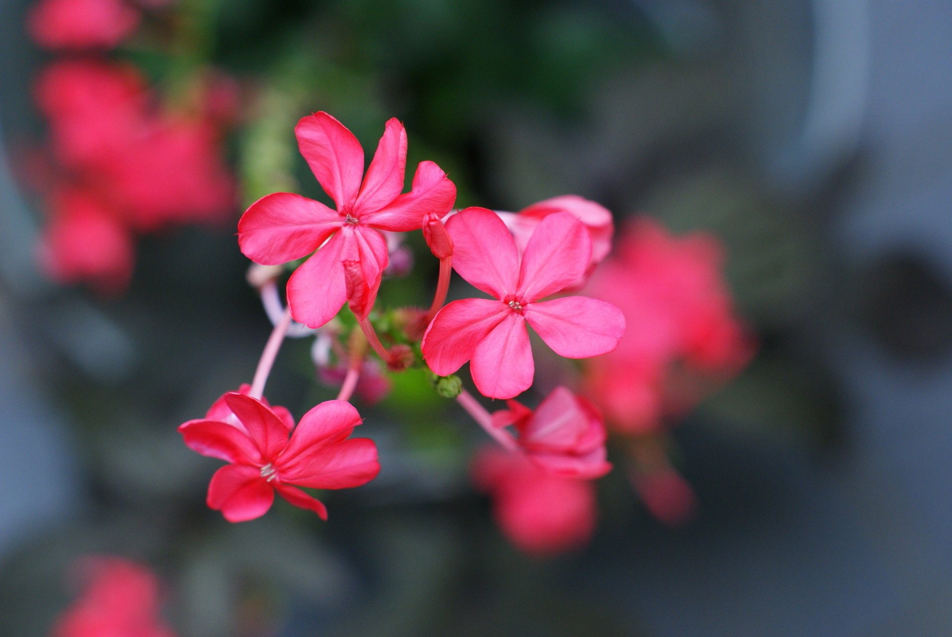 flowers macro pink blur flowers petal