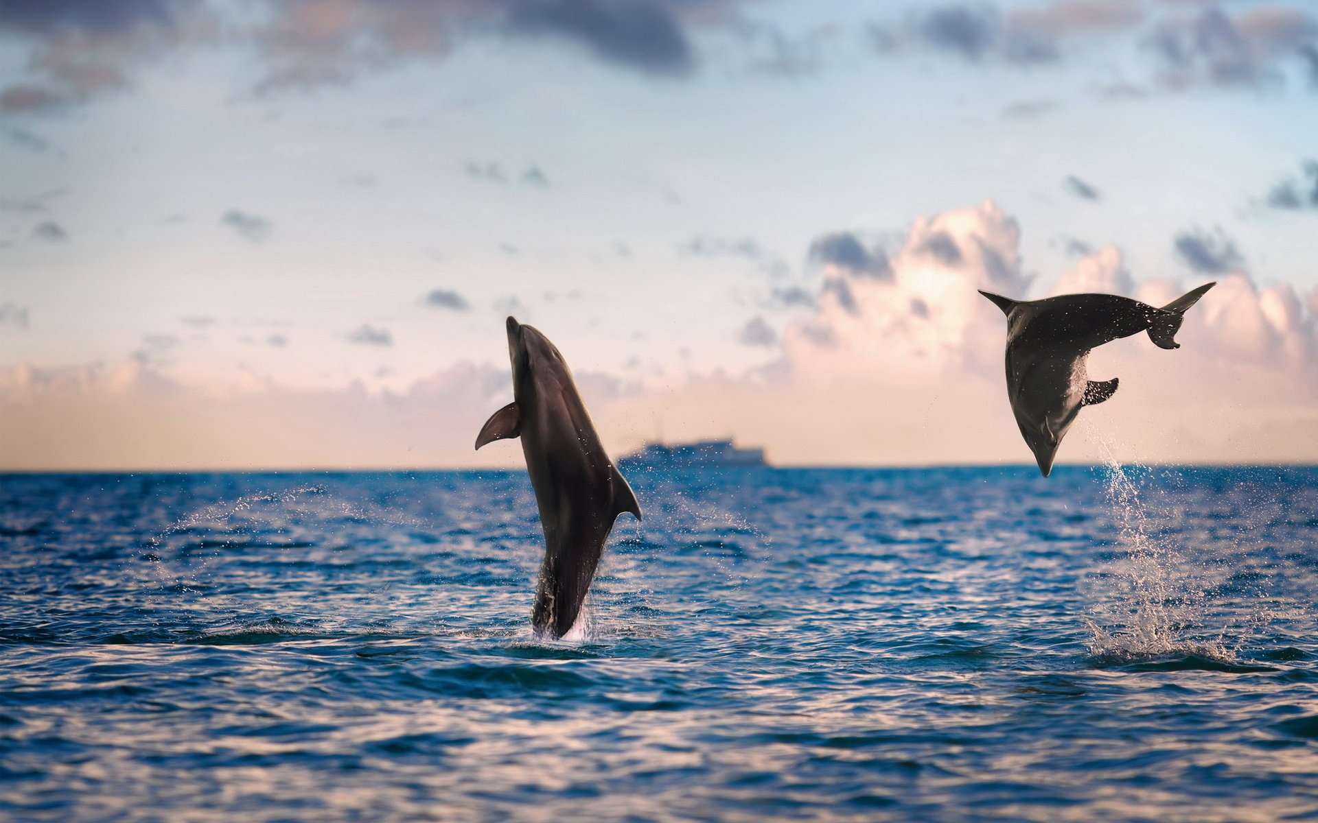 delfines naturaleza mar