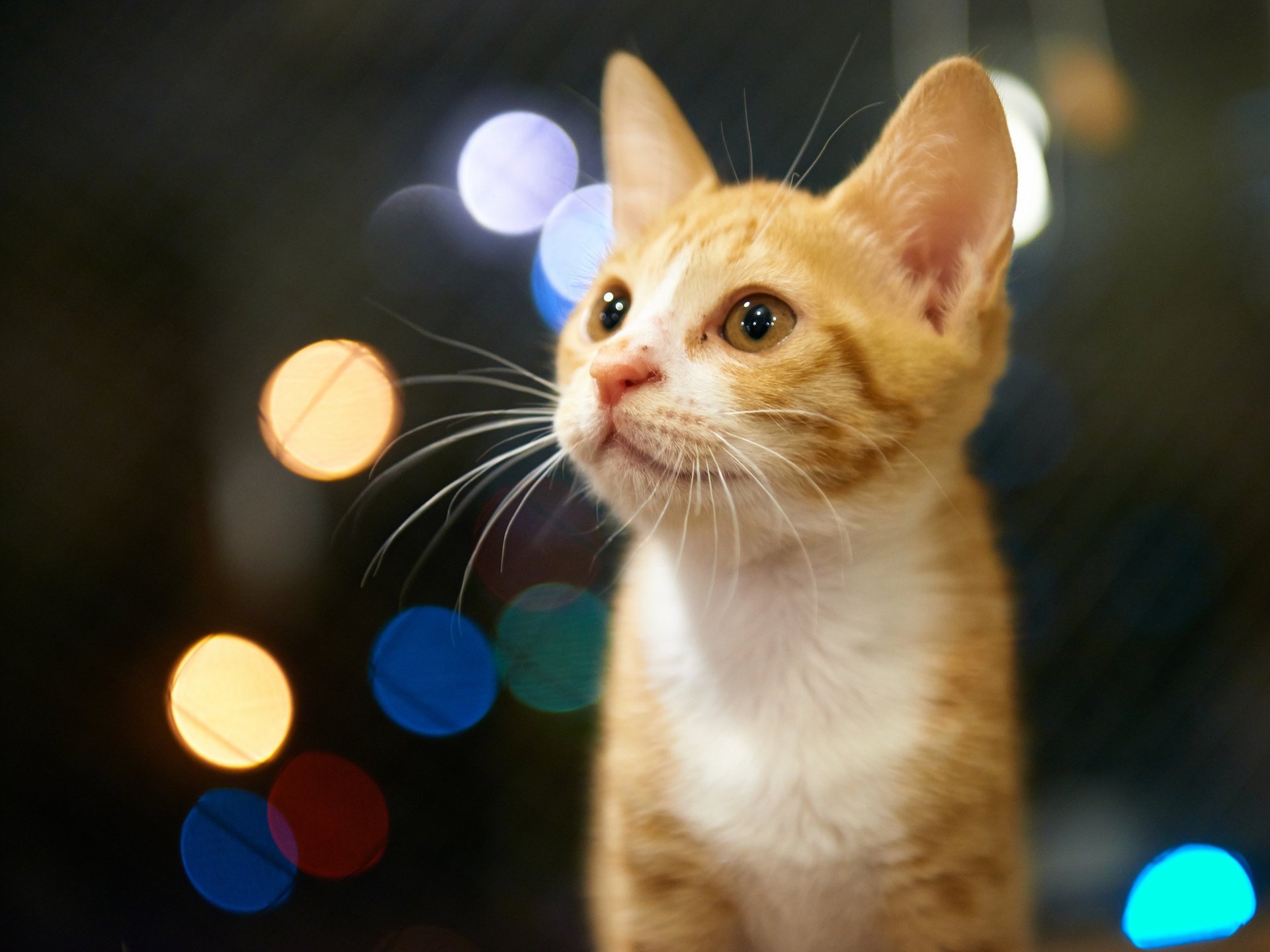 chaton roux regard éblouissement