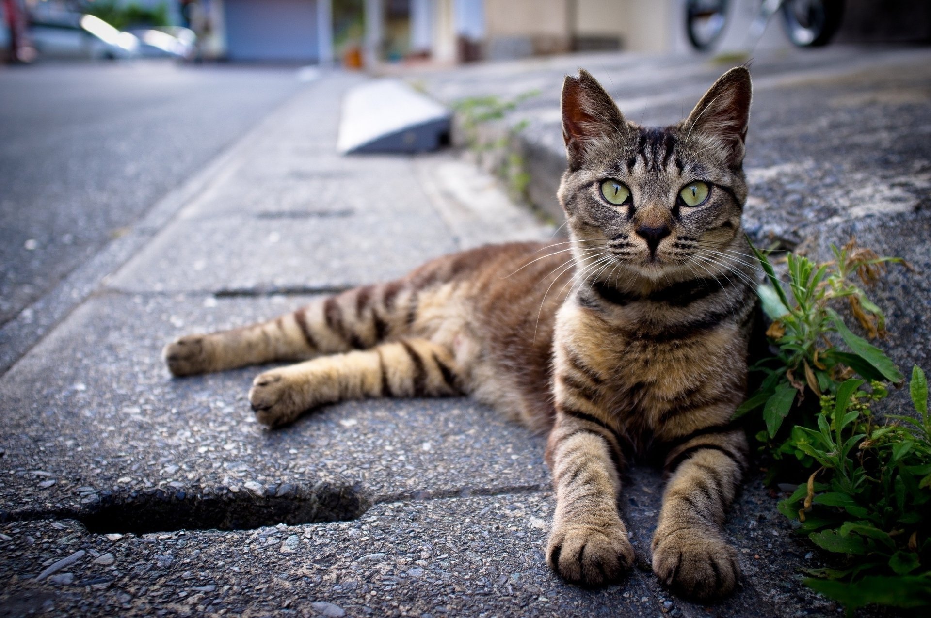 asphalt gestreift katze grau liegt gras