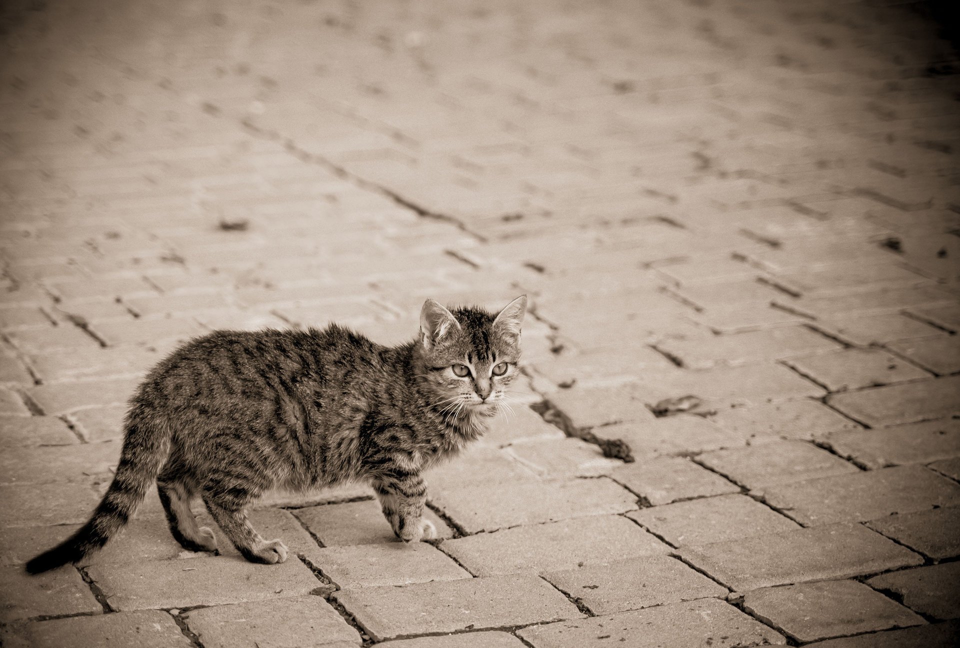 rue rayures gris chat trottoir chaton