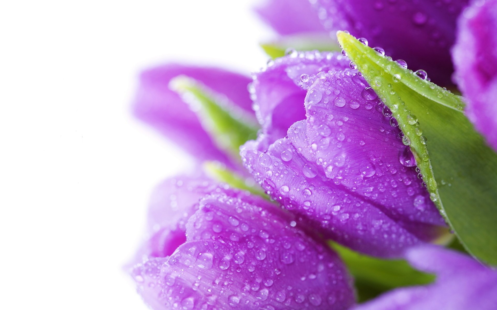 flores tulips bouquet tulipanes bright flowers water drops violet beauty