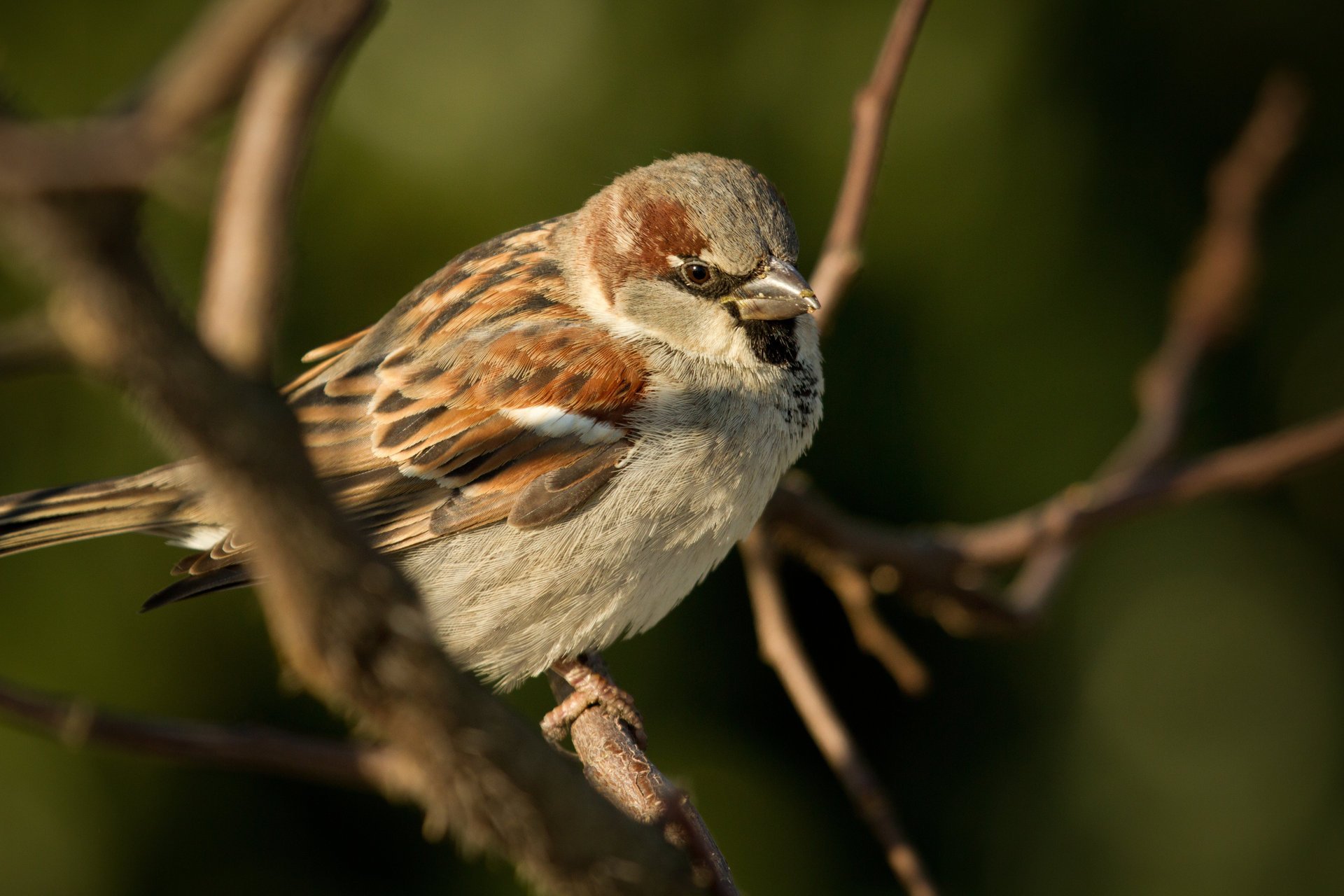 animaux oiseau moineau chica oiseau moineau