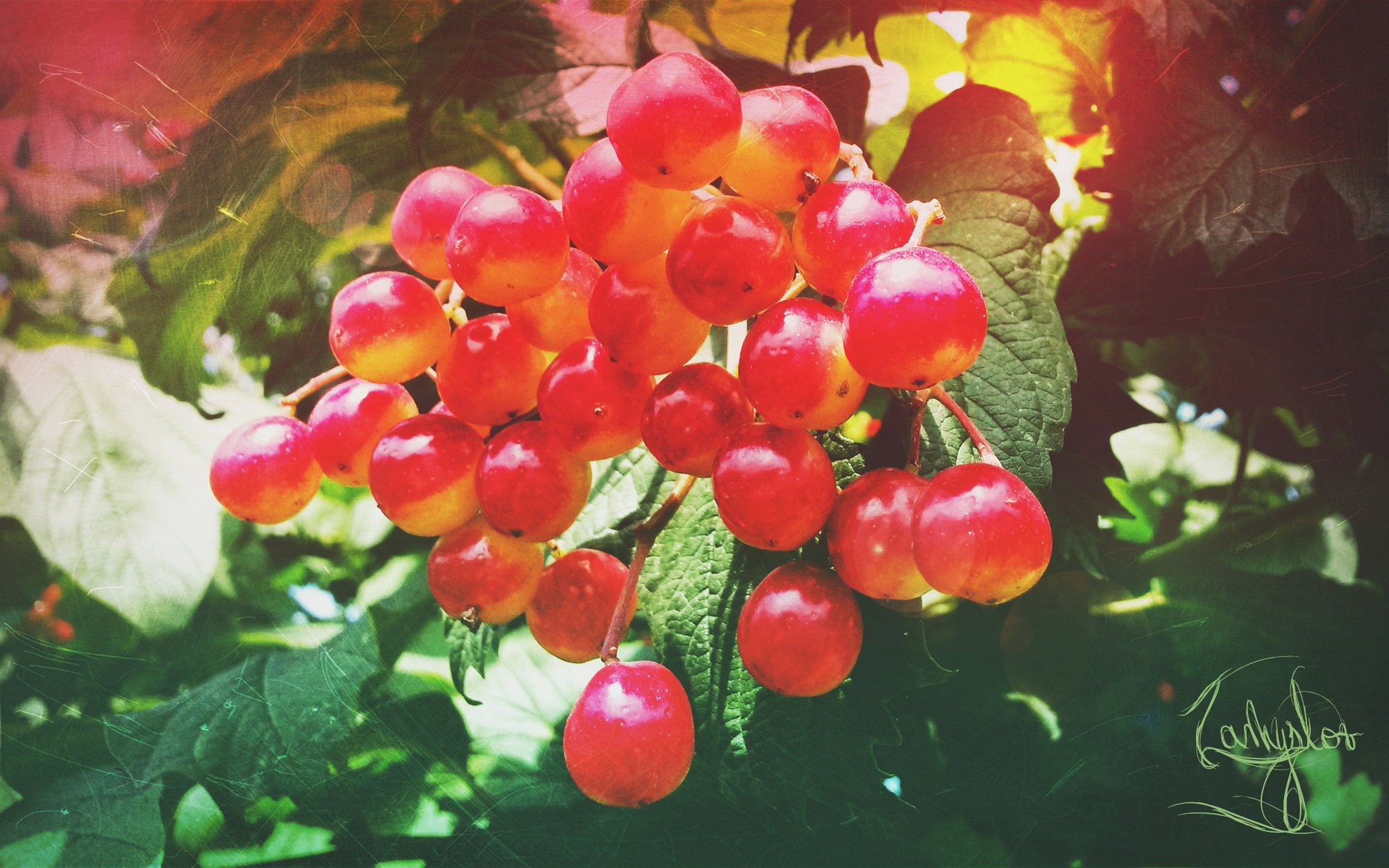 viburnum sommer rot beeren natur