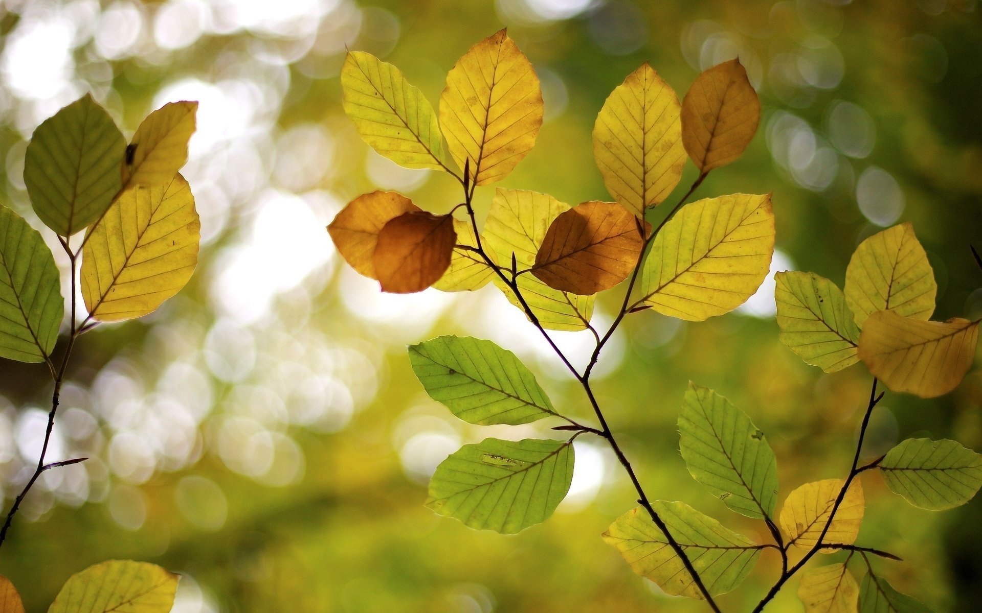 macro feuilles macro flou folioles arbre arbres