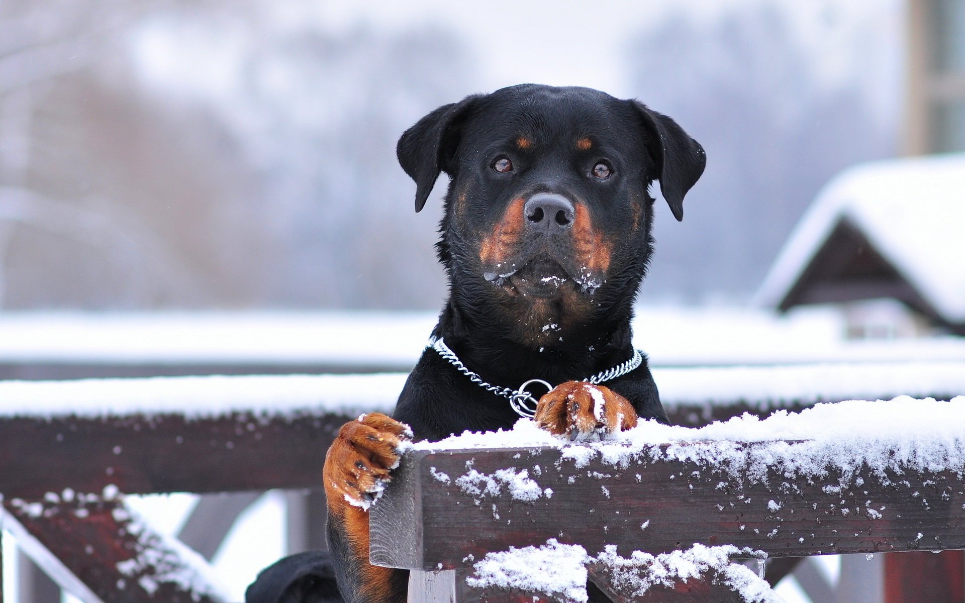 dog each the guardian