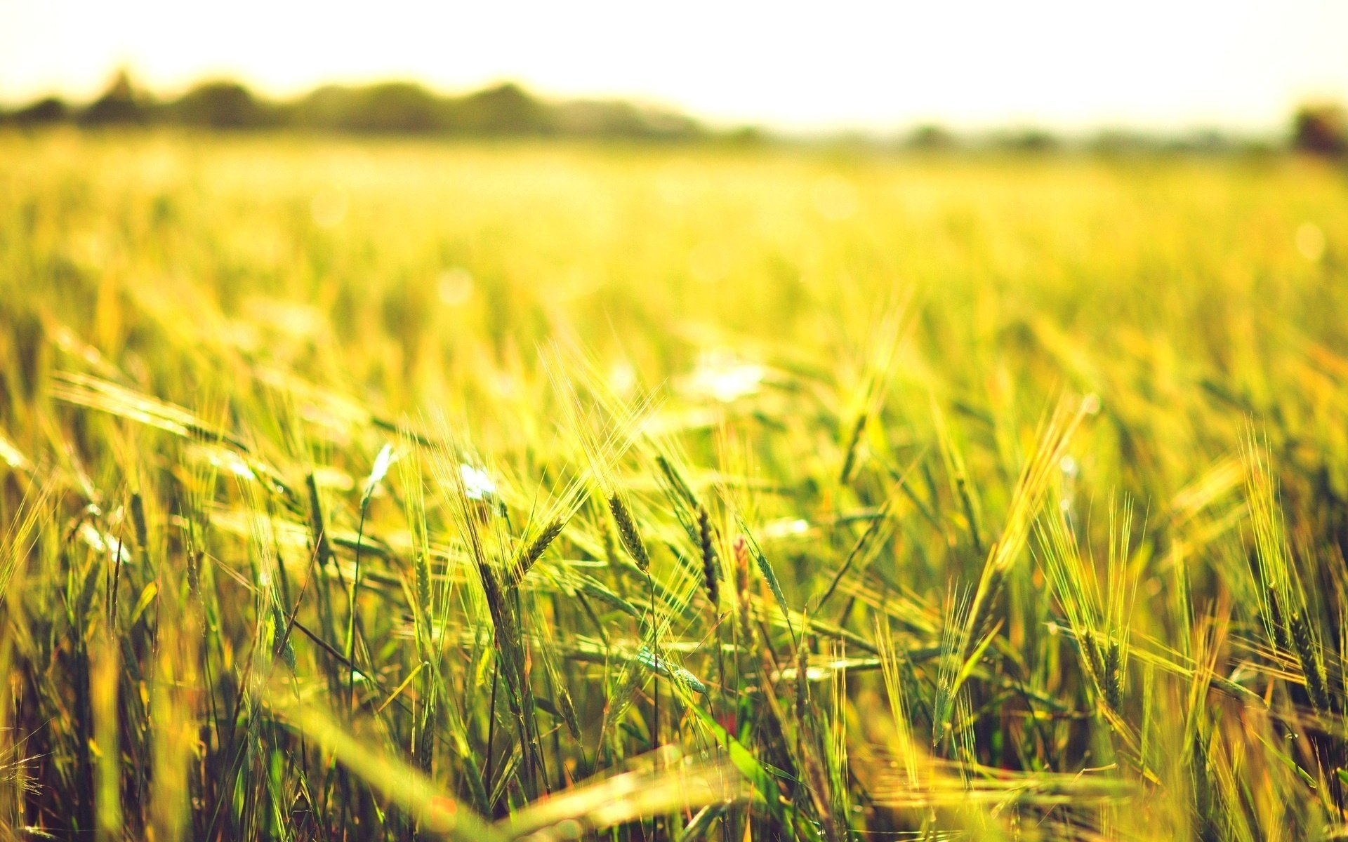 macro grano spighette segale sole campo spighette field