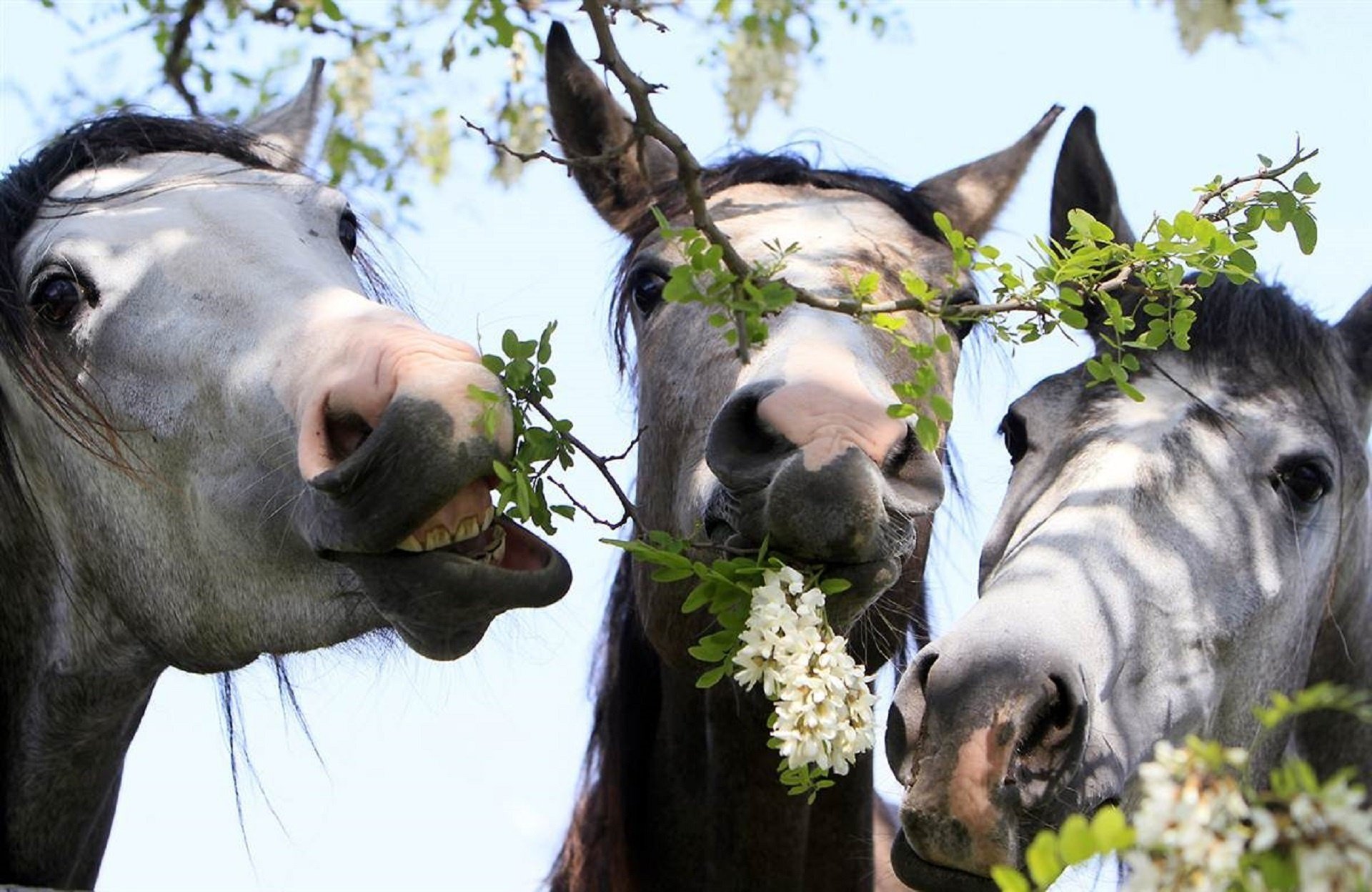 chevaux acacia blanc chevaux bois