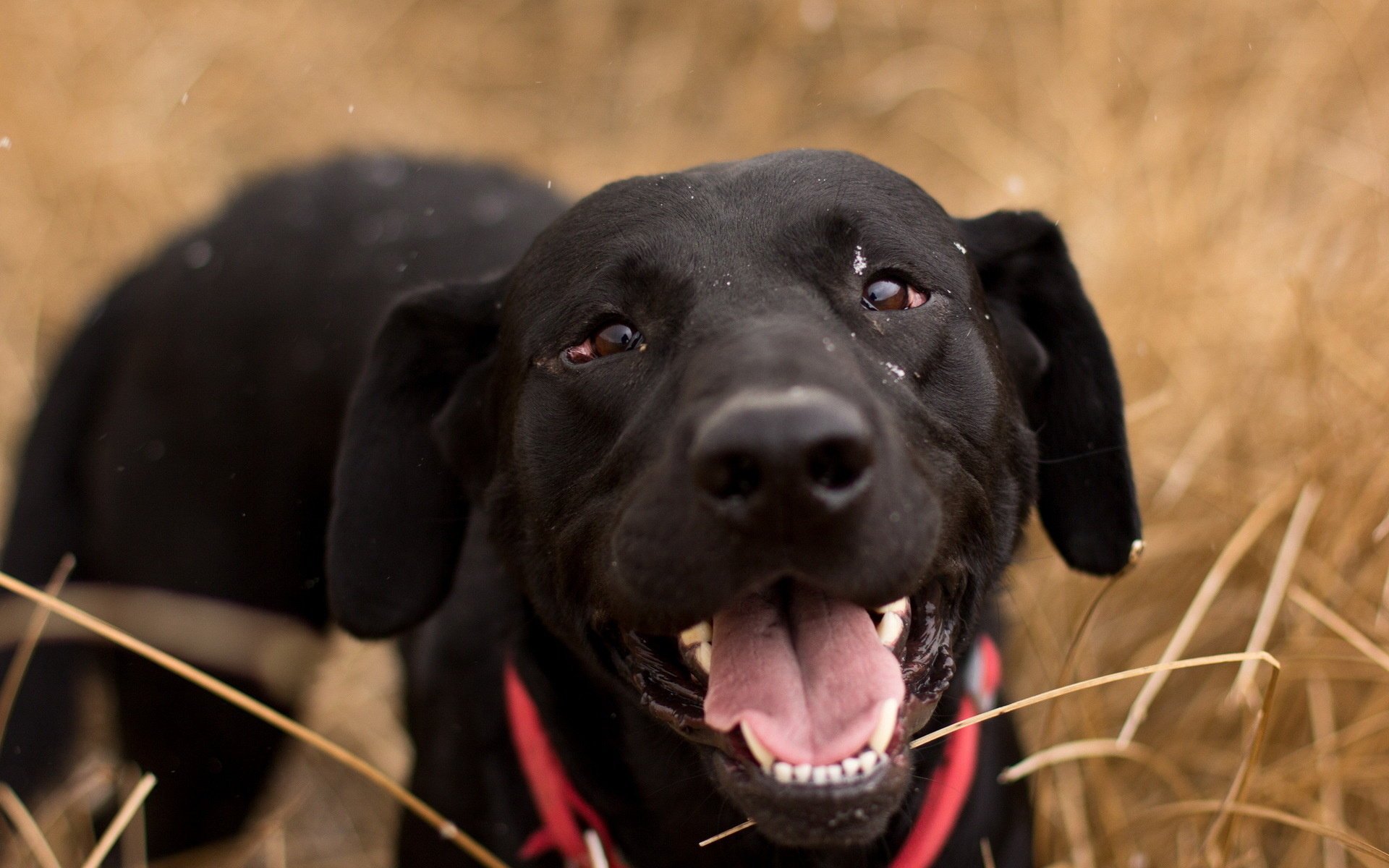 hund freund blick