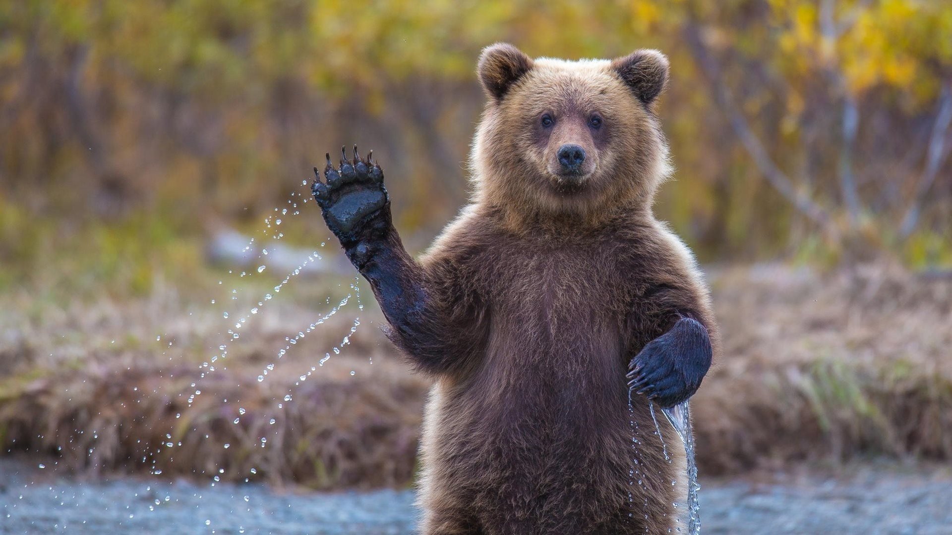 miś cześć grizzly alaska