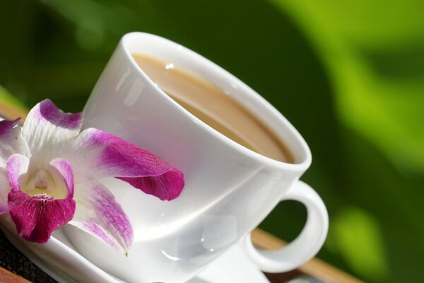 Photo of a white coffee cup with an orchid flower