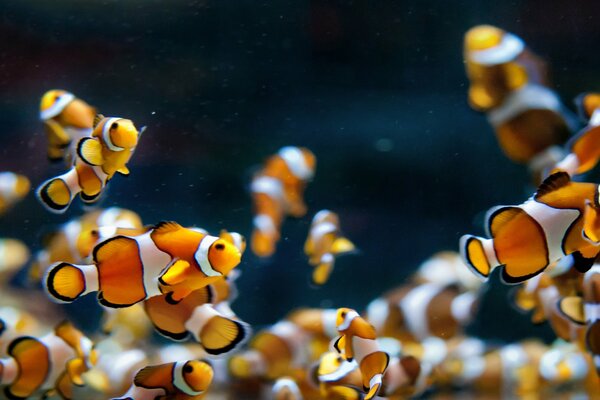 Dans l aquarium, les poissons nagent clowns