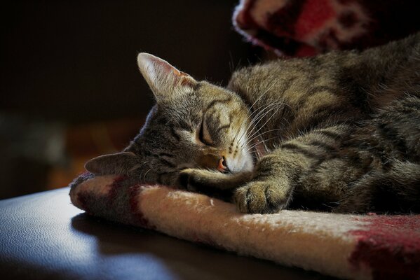 Chat gris endormi sur un plaid