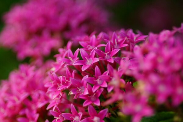 Inflorescences of close-up pink flowers