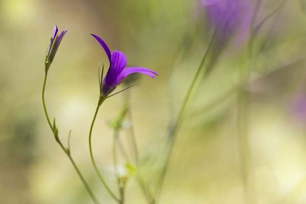 Fiore viola su sfondo sfocato