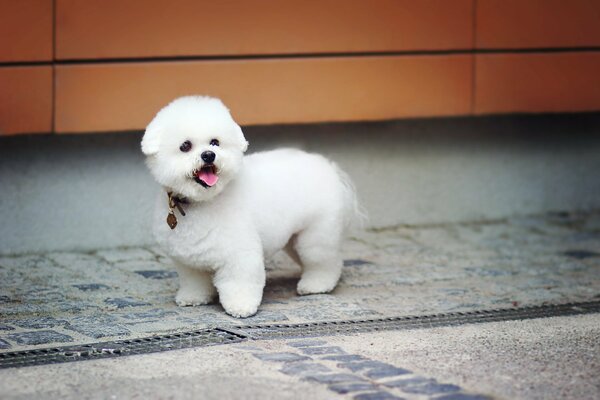 A small plush dog of white color